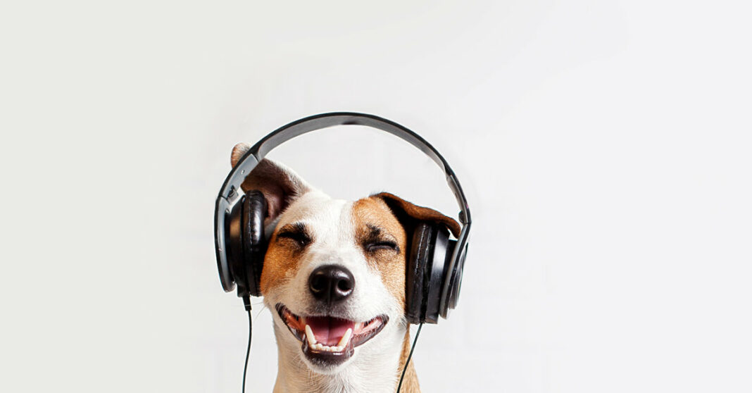 Dog in headphones listening to music