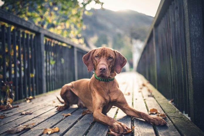 Magyar,Vizla,Lying,On,A,Bridge.,Proud,Dog,In,The