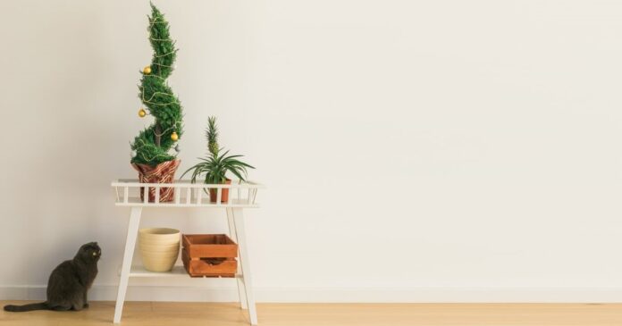 Banner,Indoor,Cypress,Or,Thuja,In,Pot,Is,Decorating,Balls