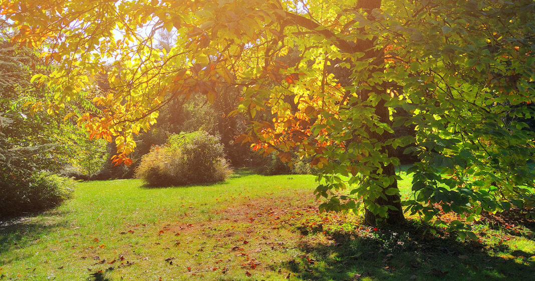 Pannonhalma_arboretum_stock_hovege_lead