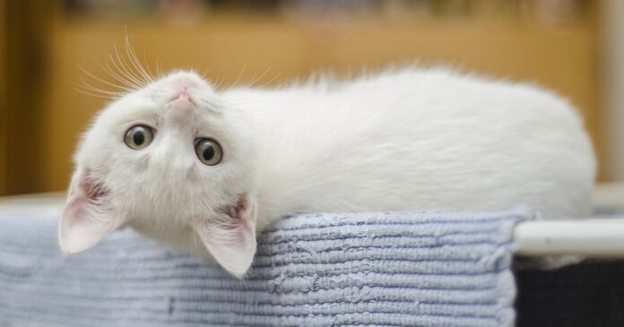 kitten-g6d83564e3_1280-1