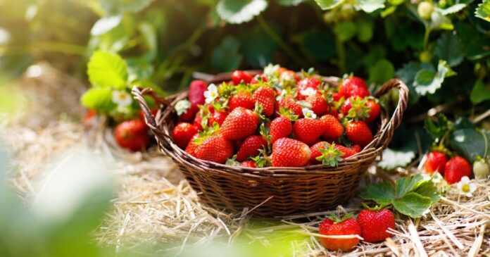 Horror áron a magyar eper