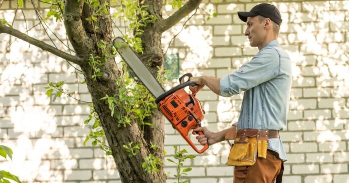 A fakivágás engedélyköteles