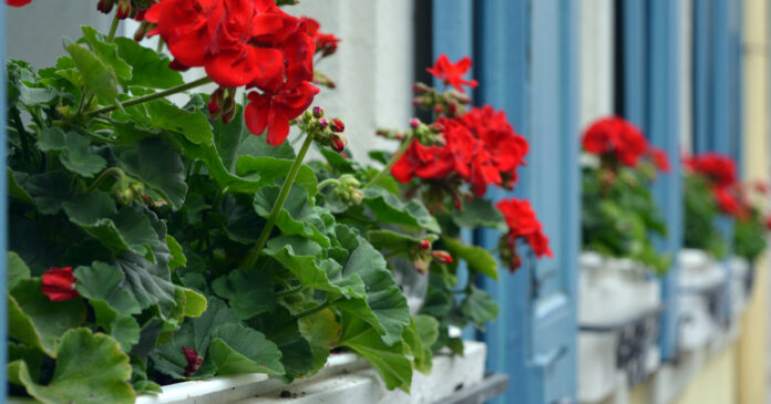 Ha ilyet látsz a muskátlin, ne vedd meg! A muskátli betegségei képeken