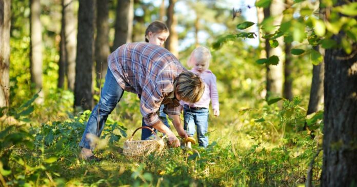 A gombászás nagyszerű program, de csak felkészülten vágjunk bele.