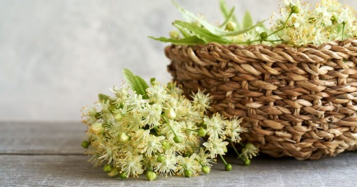 Egy kosárnyi hársfavirág