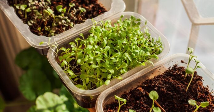 A rukkola termesztése otthon gyerekjáték