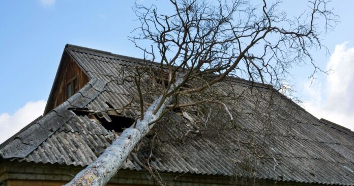 Egy nagy vihar még egy egészséges fát is képes kidönteni