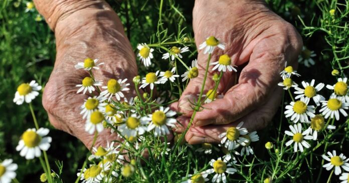 Vadon termő, immunerősítő gyógynövény a kamilla is