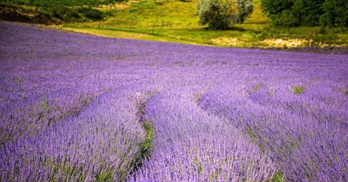 Gyönyörű levendulamező Magyarországon