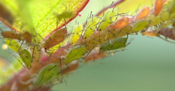 Bosszantó vendégek a levéltetvek