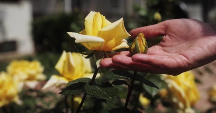 A rózsa szaporítása nem nehezebb, mint bármilyen más növényé