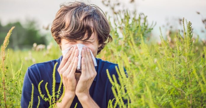 Parlagfűpollen-allergia