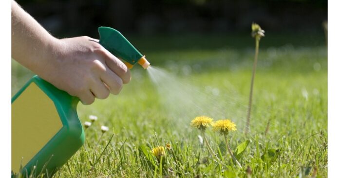 Egy kéz spricceli le valamivel a növényt a kertben.