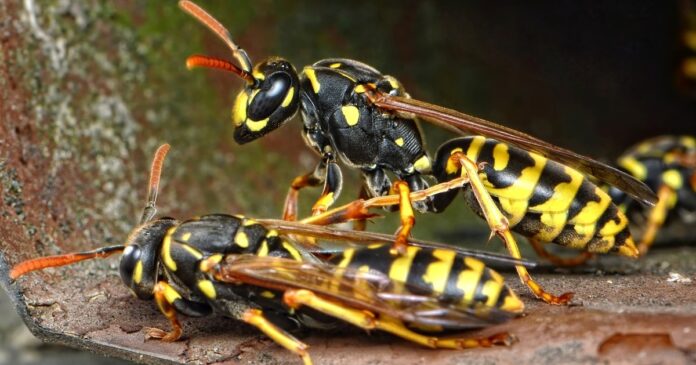 A darazsak csípése rendkívül fájdalmas