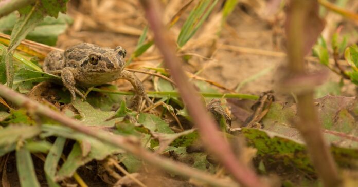 Ásóbéka a kertben