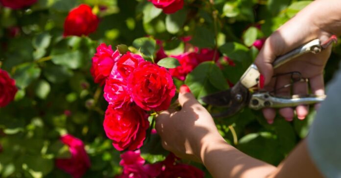 Rózsa metszése nyáron