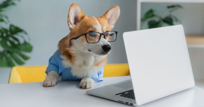 Cute,Corgi,Dog,Looking,Into,Computer,Laptop,Working,In,Glasses Otthoni laptop
