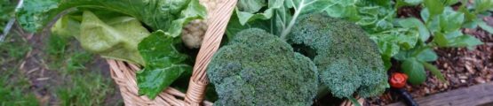 Ősszel vethető zöldség például a brokkoli, karalábé és a különböző saláták