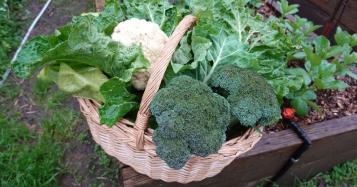 Ősszel vethető zöldség például a brokkoli, karalábé és a különböző saláták