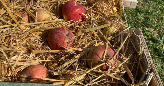 Az alma téli tárolása ennél nem lehet egyszerűbb