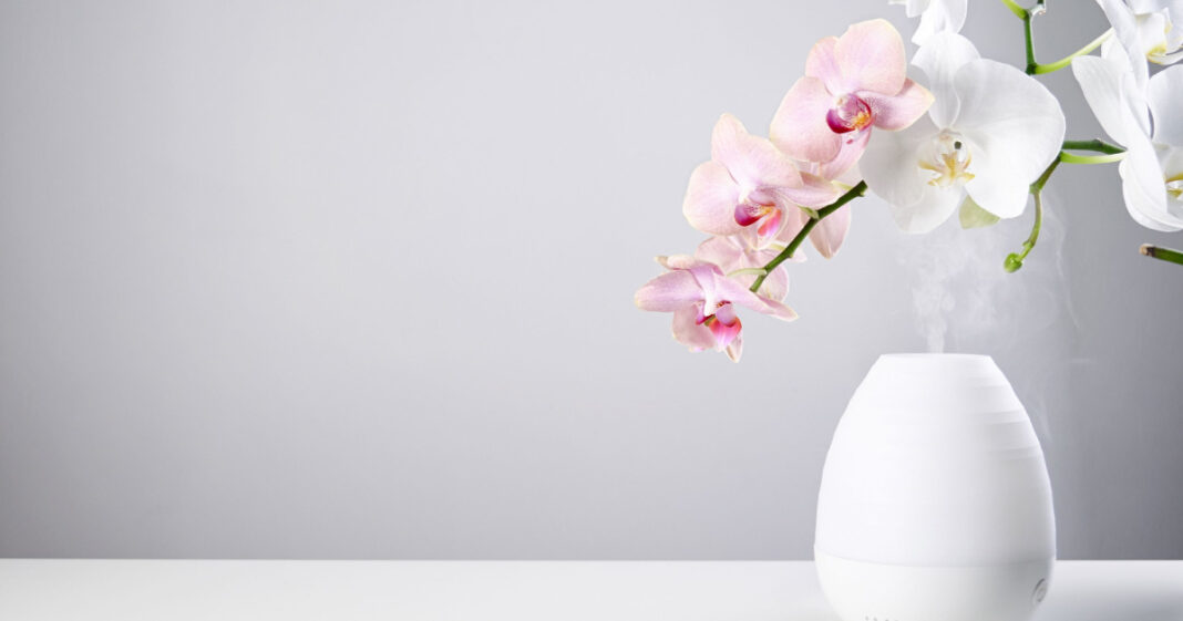 orchidea szaporítása Egy fehér vázában rózsaszín orchideák
