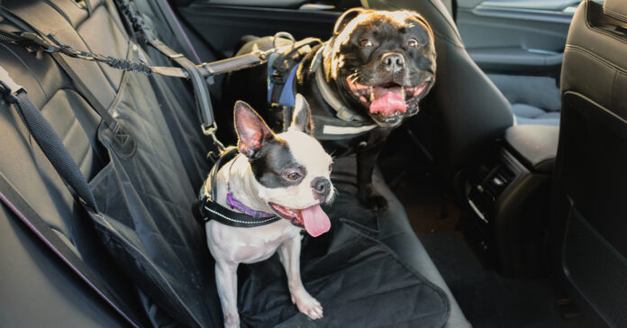 kutya szállítás az autóban