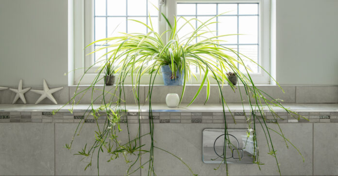 Pókháló ellen az ablakban