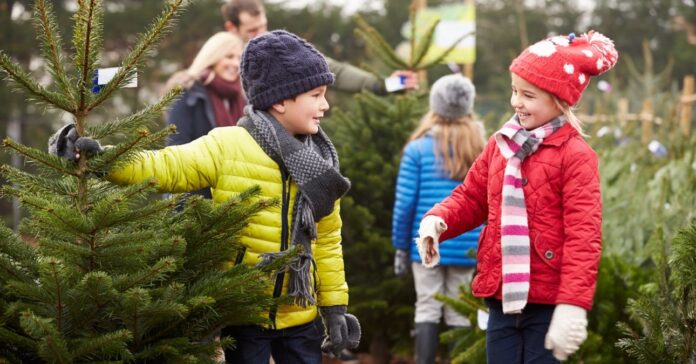 Hogy alakulnak a fenyőfa árak 2023-ban?