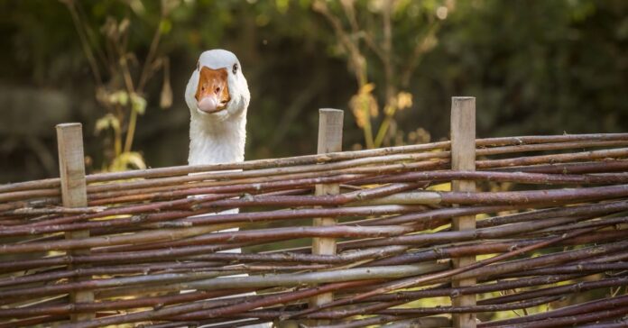 Márton-napi hagyományok
