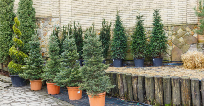 cserepes fenyő gondozása