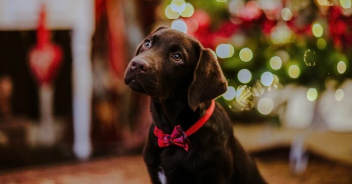 Mit nem ehet a kutya?