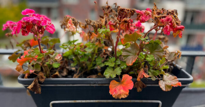 muskatli-gondozasa muskátli gondozása