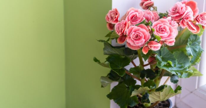 szobai-begonia-gondozasa szobai begónia gondozása