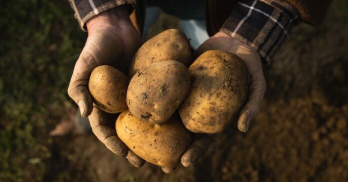 Egy idős úr keze frissen gyűjtött krumplikat tart