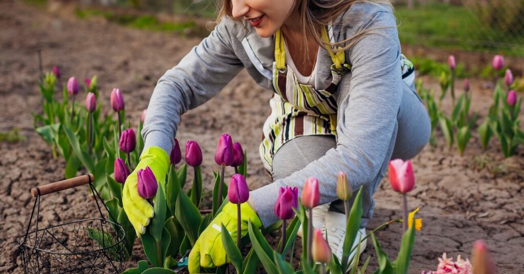 Tulipánszüretre fel!