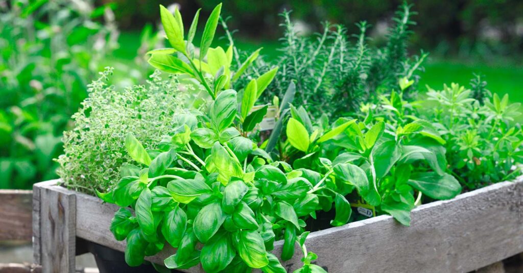 Fűszernövények ültetése magaságyásba: zamatosabb íz, kevesebb kártevő