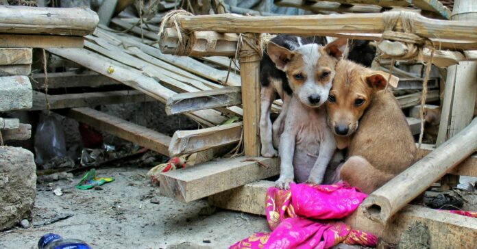 kóbor kutya önkormányzat