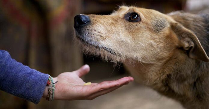 Mi a teendő, ha az utcán kutyát találunk? 5 gyakorlati tanács