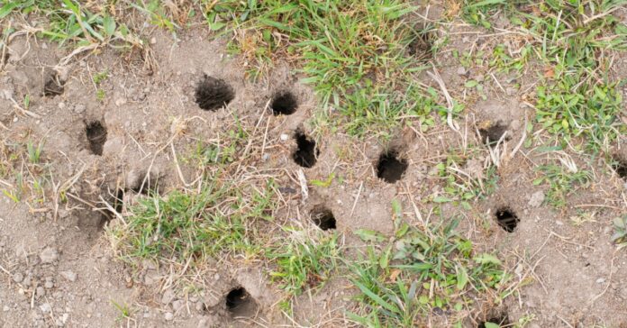 pocok elleni védekezés házilag