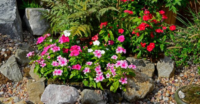barwiinek różowy z paprocią na rabacie kwiatowej, Katarantus różowy, barwinek różowy, Catharanthus roseus, pink Catharanthus roseus in the garden, Madagascar periwinkle, pink periwinkle szárazságtűrő egynyári növények - vinka