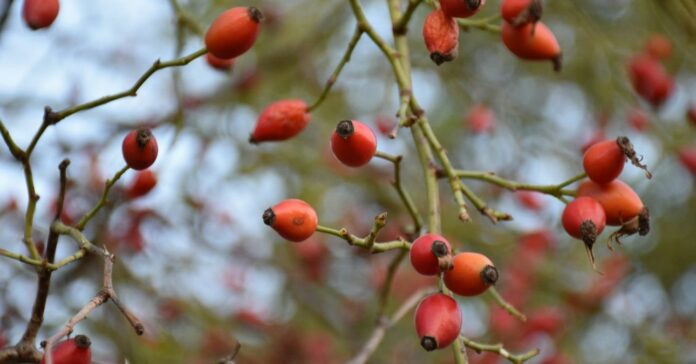 ősszel gyűjthető gyógynövények