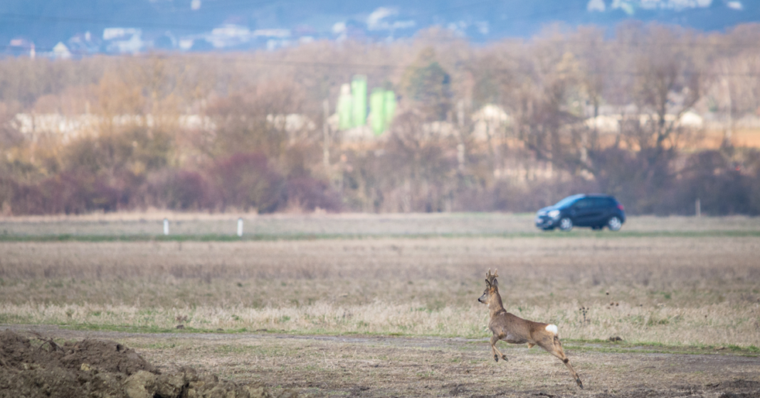Őszi táj szökkenő őzzel az előtérben, a háttérben egy sötétkék autó halad az úton
