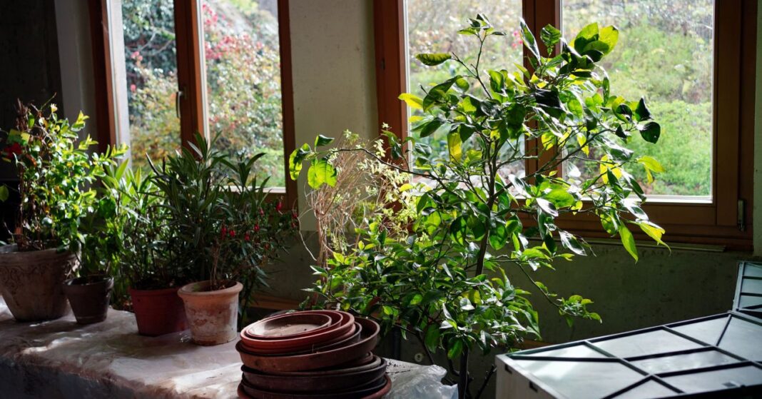 Overwintering mediterranean plants (lemon tree, oleander) in the cellar next to a windowsill. Leander teleltetése beltérben.