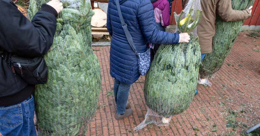 emberek sorban állnak behálózott fenyőfákkal