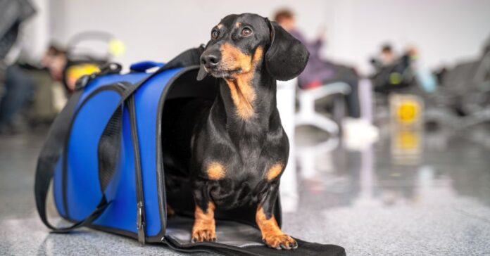 tacskó kék szállítóban