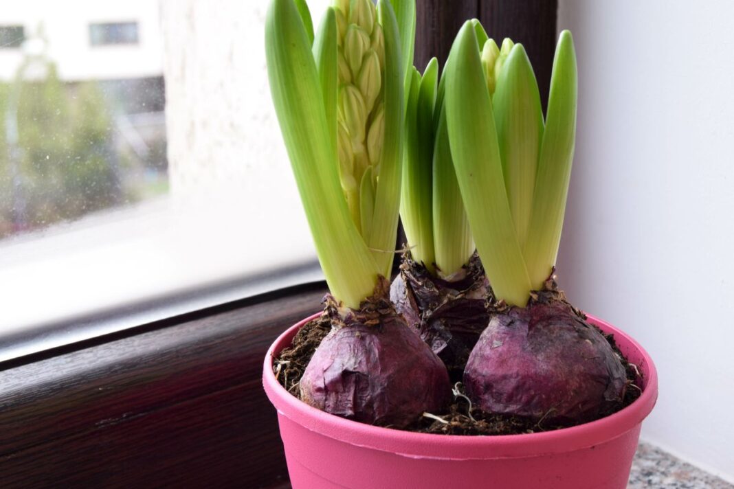jácint hagymája rózsaszín cserépben az ablakban