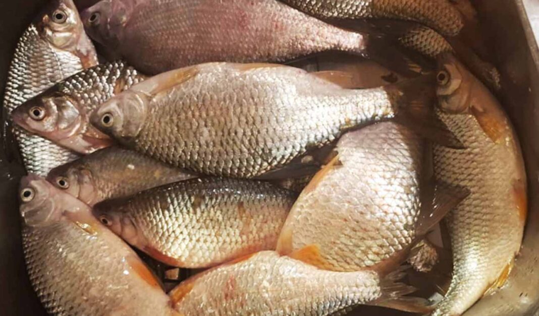 Téli horgászás békés halakra: Zoli bácsi fogása