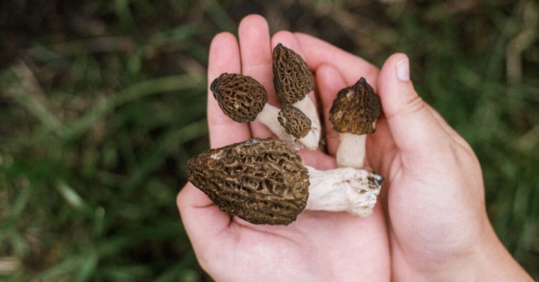 Morchella esculenta májusi ehető gombák