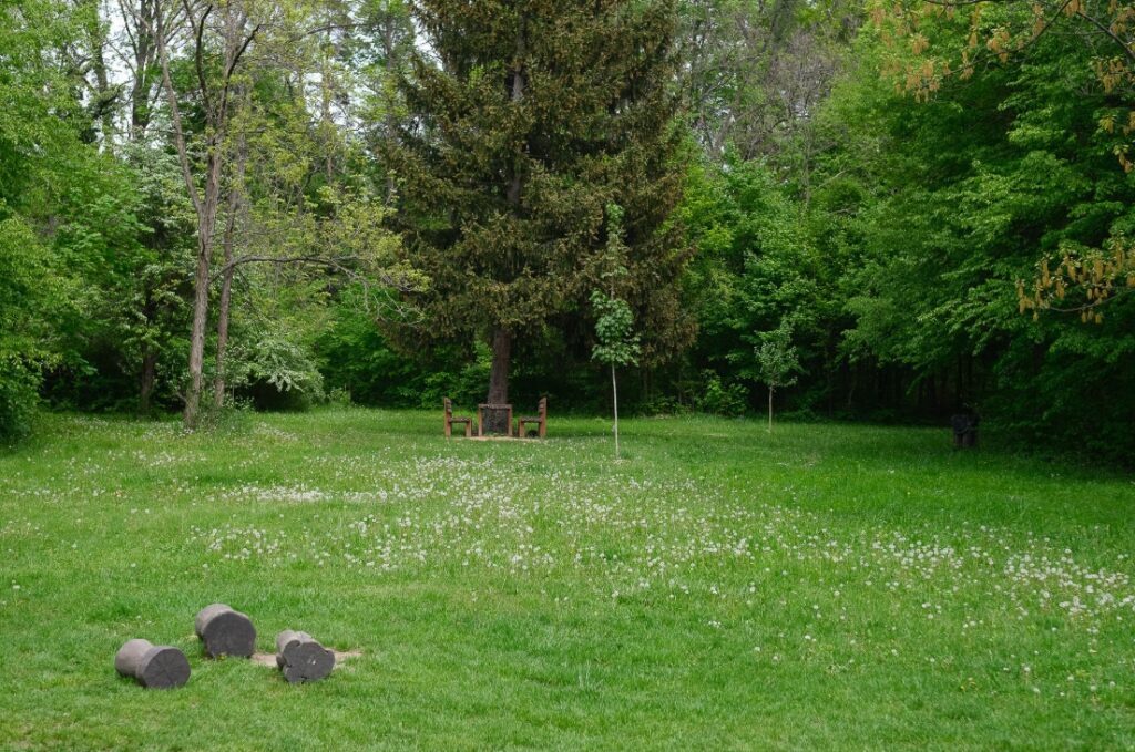 Arbo Park erdőképe. Forrás: Az arbo park hivatalos honlapja.